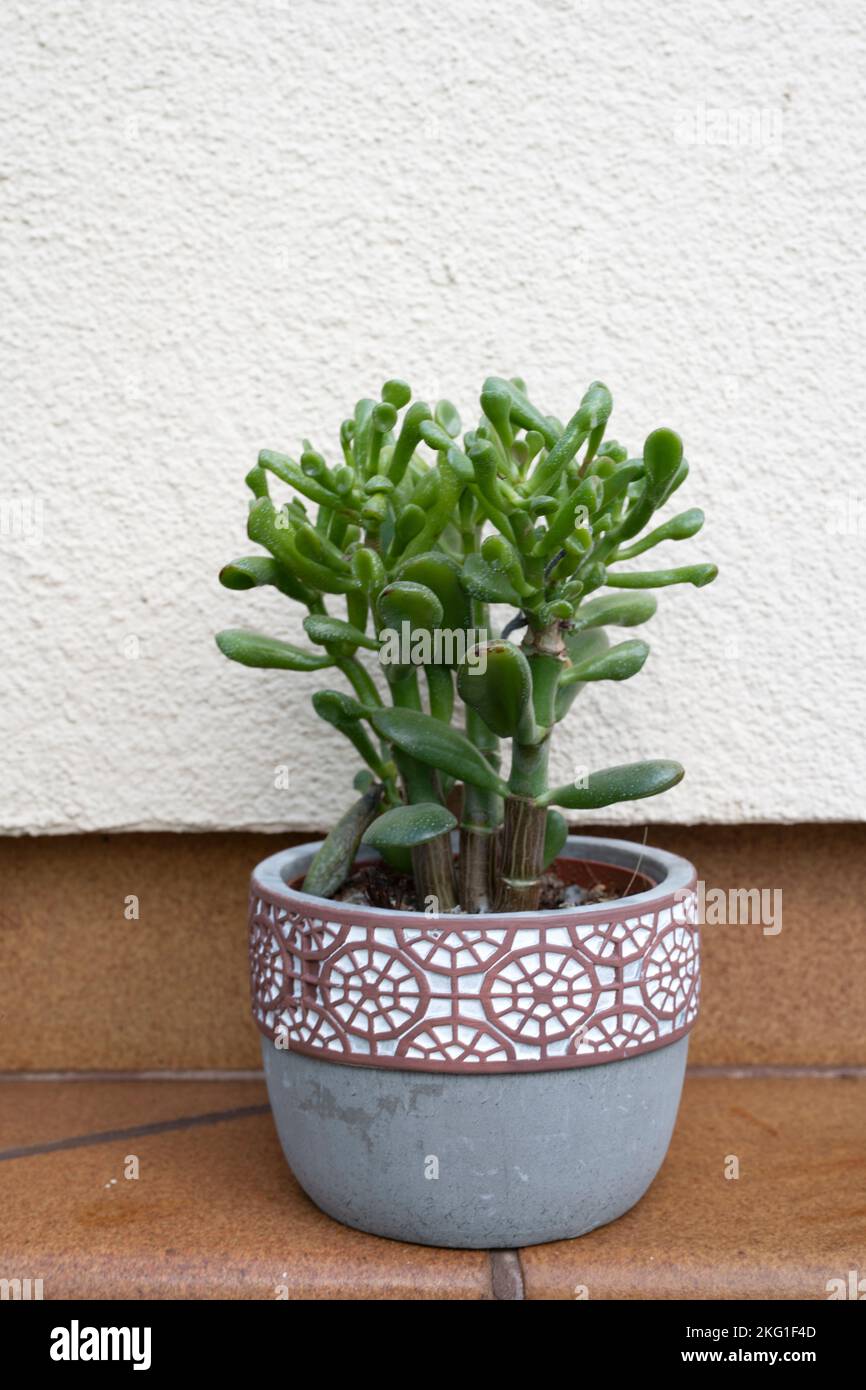 Gollum Jade plant, a species of Crassula also known as Shreks ears