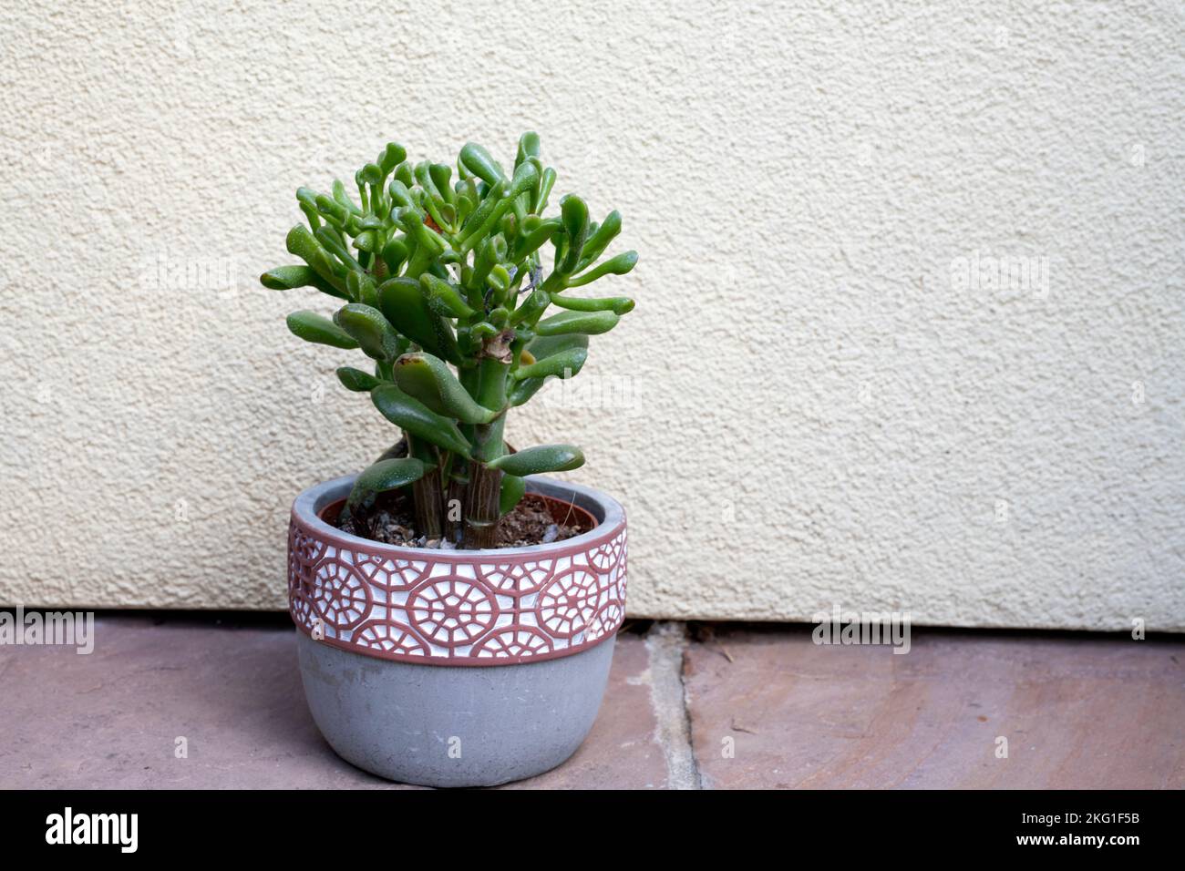 Gollum Jade plant, a species of Crassula also known as Shreks ears