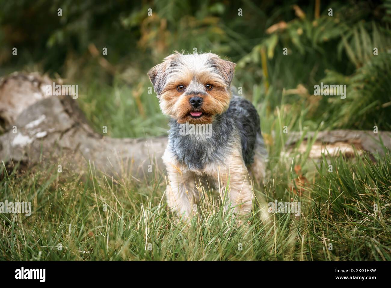 Yorkshire Terrier standing in the forest looking directly at the camera Stock Photo