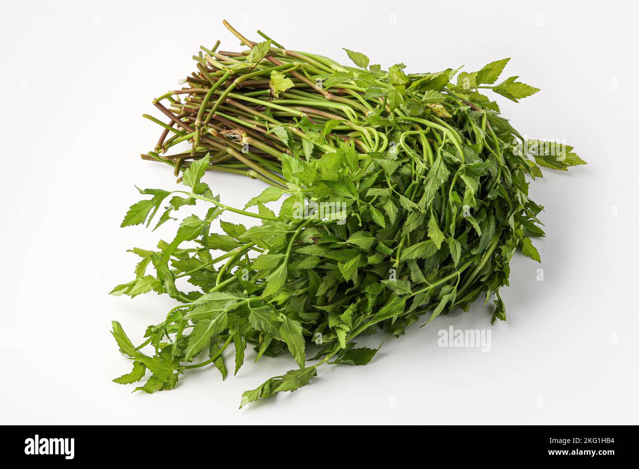 wild parsley, water parsley, dropwort isolated on white background Stock Photo