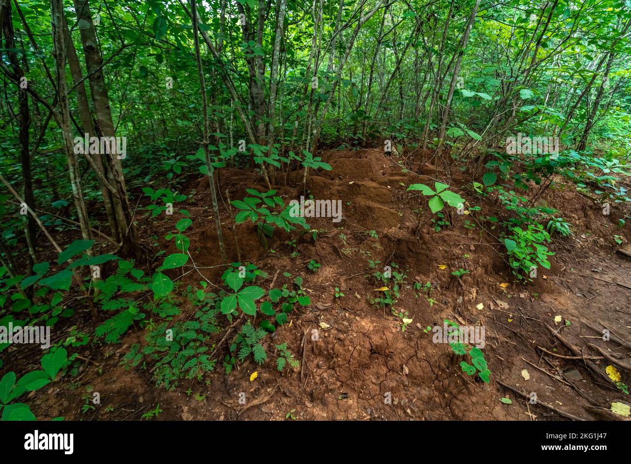 termite mound in the forest of South America Stock Photo
