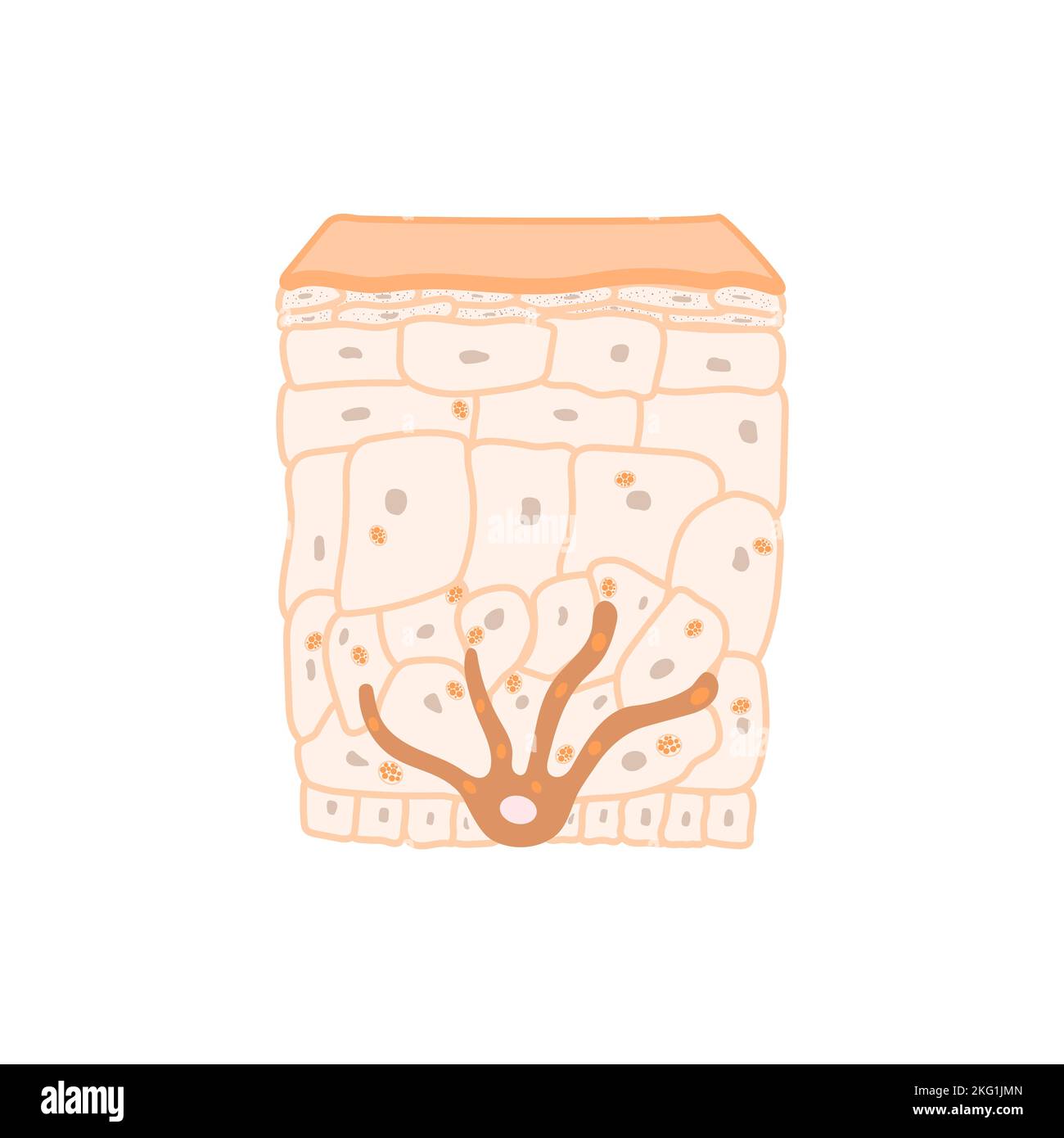 Light skin tone pigmentation mechanism medical diagram Stock Vector