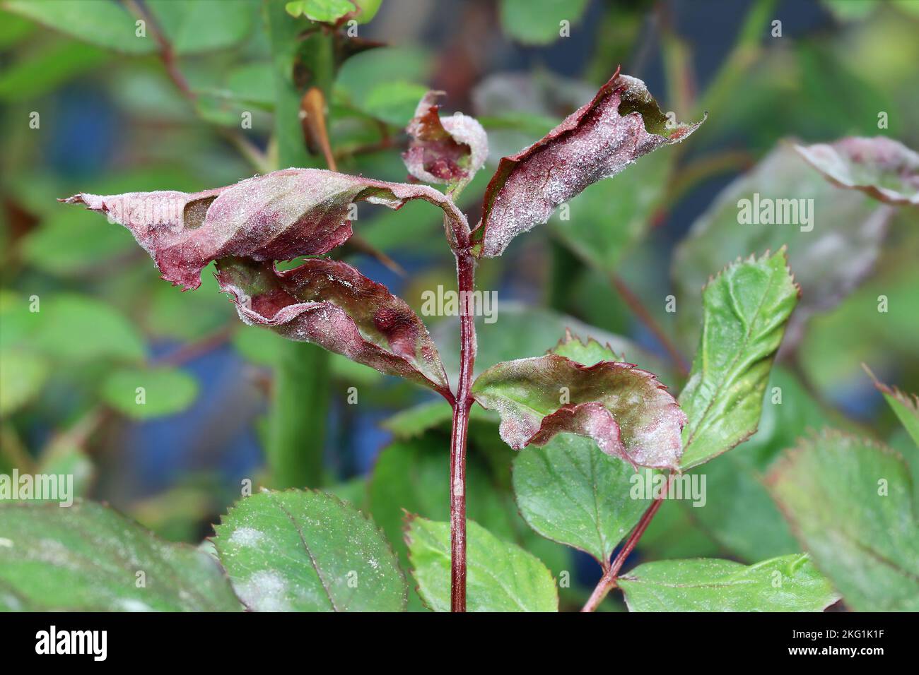 Fungal disease powdery mildew on a rose plant. White plaque on leaves and stems. Dry curled leaves. Plant Diseases. Close up. Stock Photo