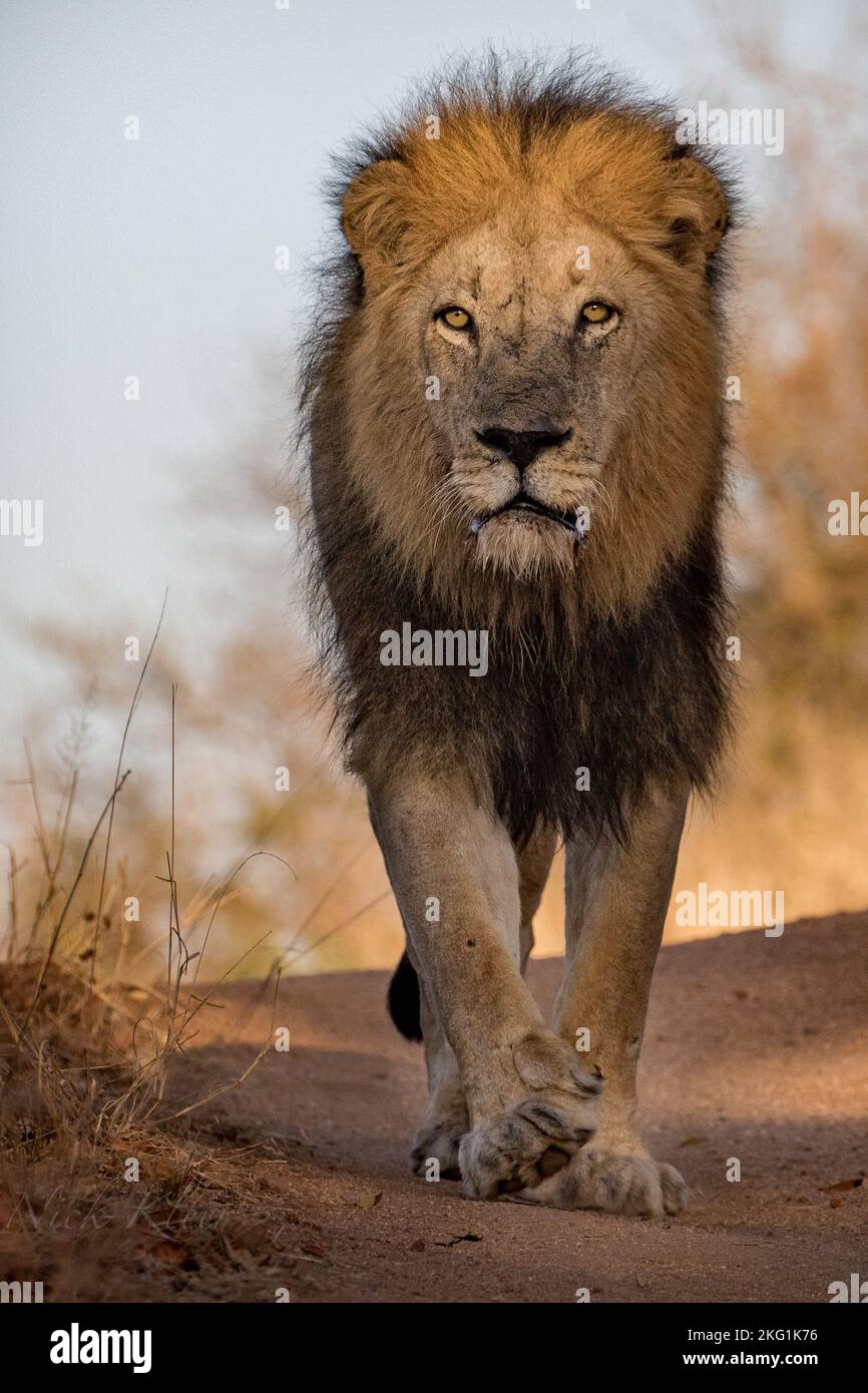 Lions Photographed on a safari in South Africa Stock Photo - Alamy