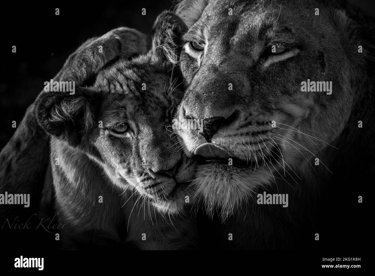 Lions Photographed on a safari in South Africa Stock Photo