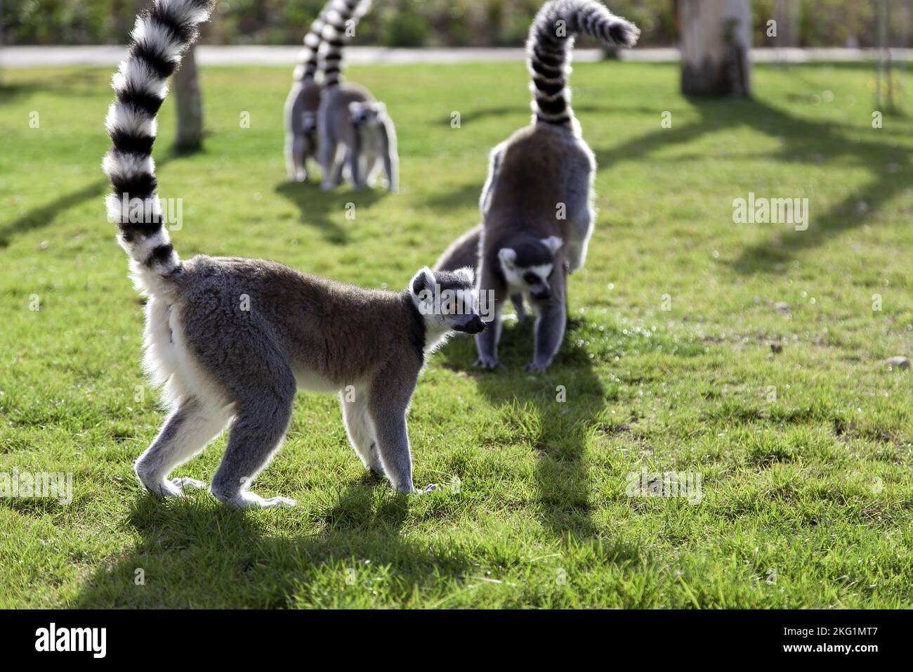 Detail of wild monkeys in danger of extinction, animal freedom Stock Photo
