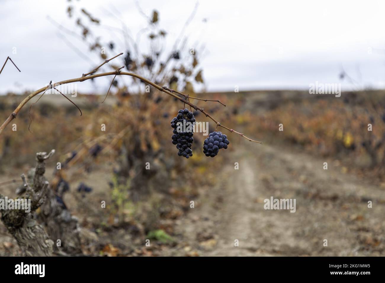 Detail of dried fruit in a Spanish vineyard Stock Photo Alamy