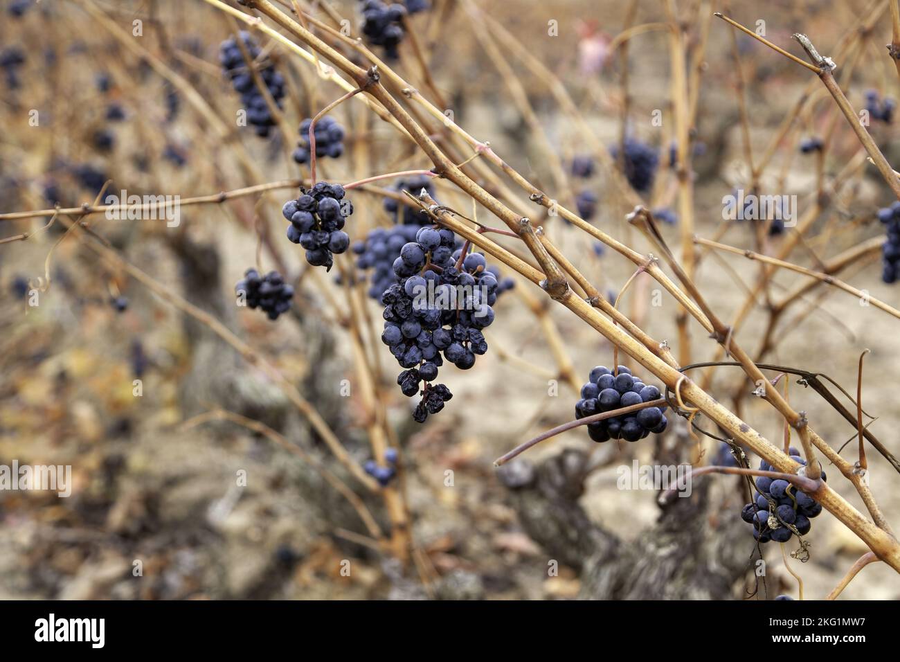 Detail of dried fruit in a Spanish vineyard Stock Photo Alamy