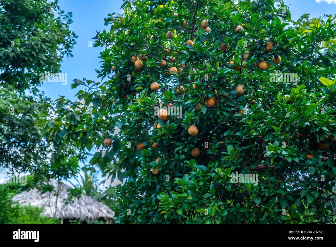 orange tree in farm garden Stock Photo