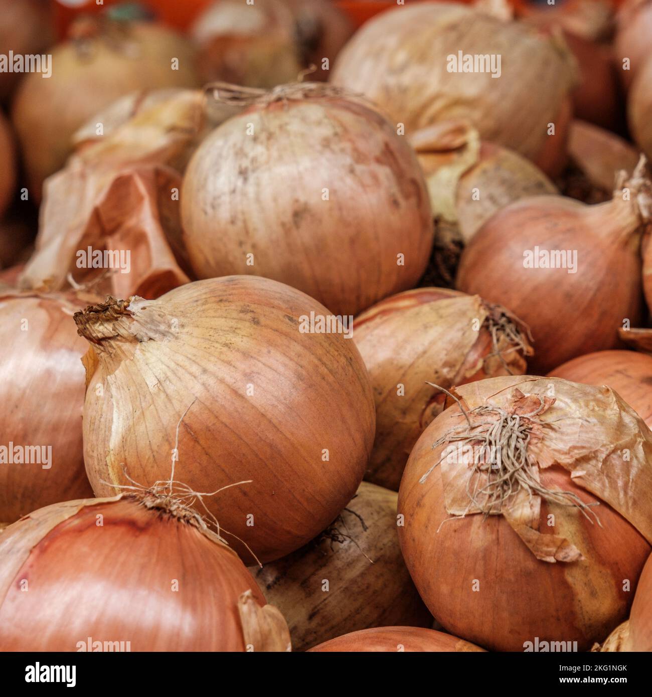Epsom, Surrey, London UK, November 19 2022, Pile Or Stack Of Whole Raw Uncooked White Onions With No People Stock Photo