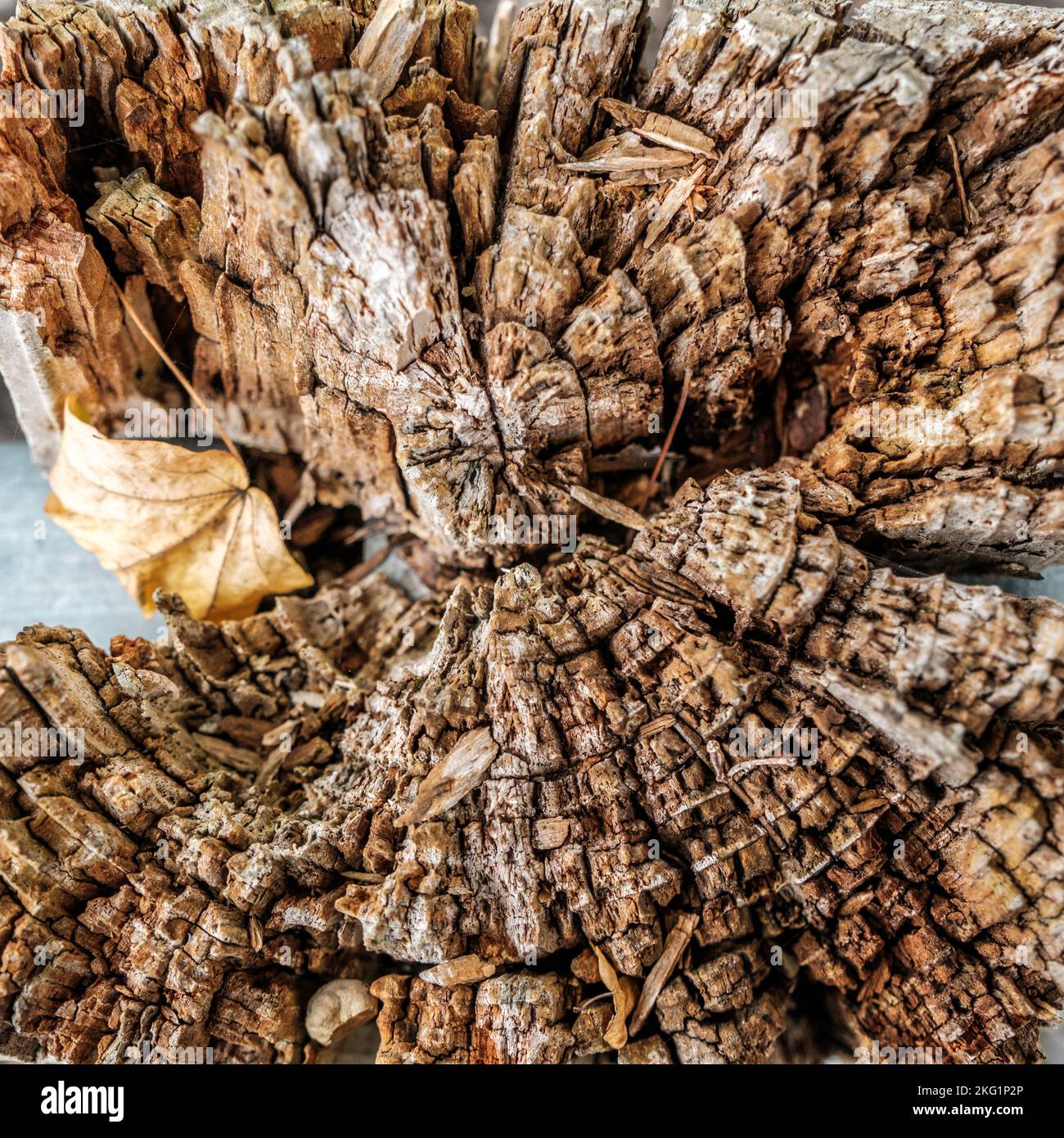 Epsom, Surrey, London UK, November 19 2022, Abstract Close Up Image Of A Dead Decaying Tree Stump With Patterns And Texture And No People Stock Photo