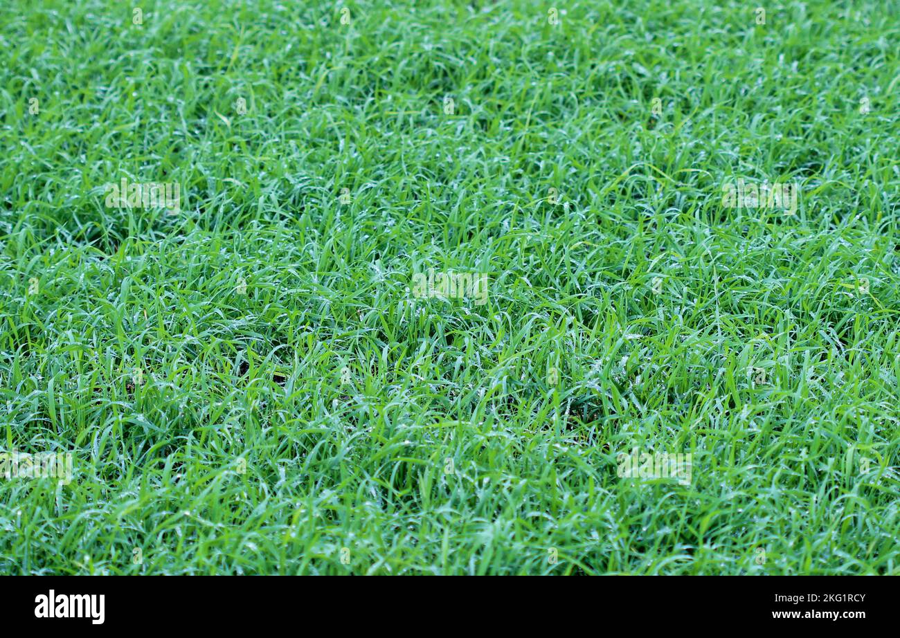 Lush green grass in the meadow as background Stock Photo - Alamy