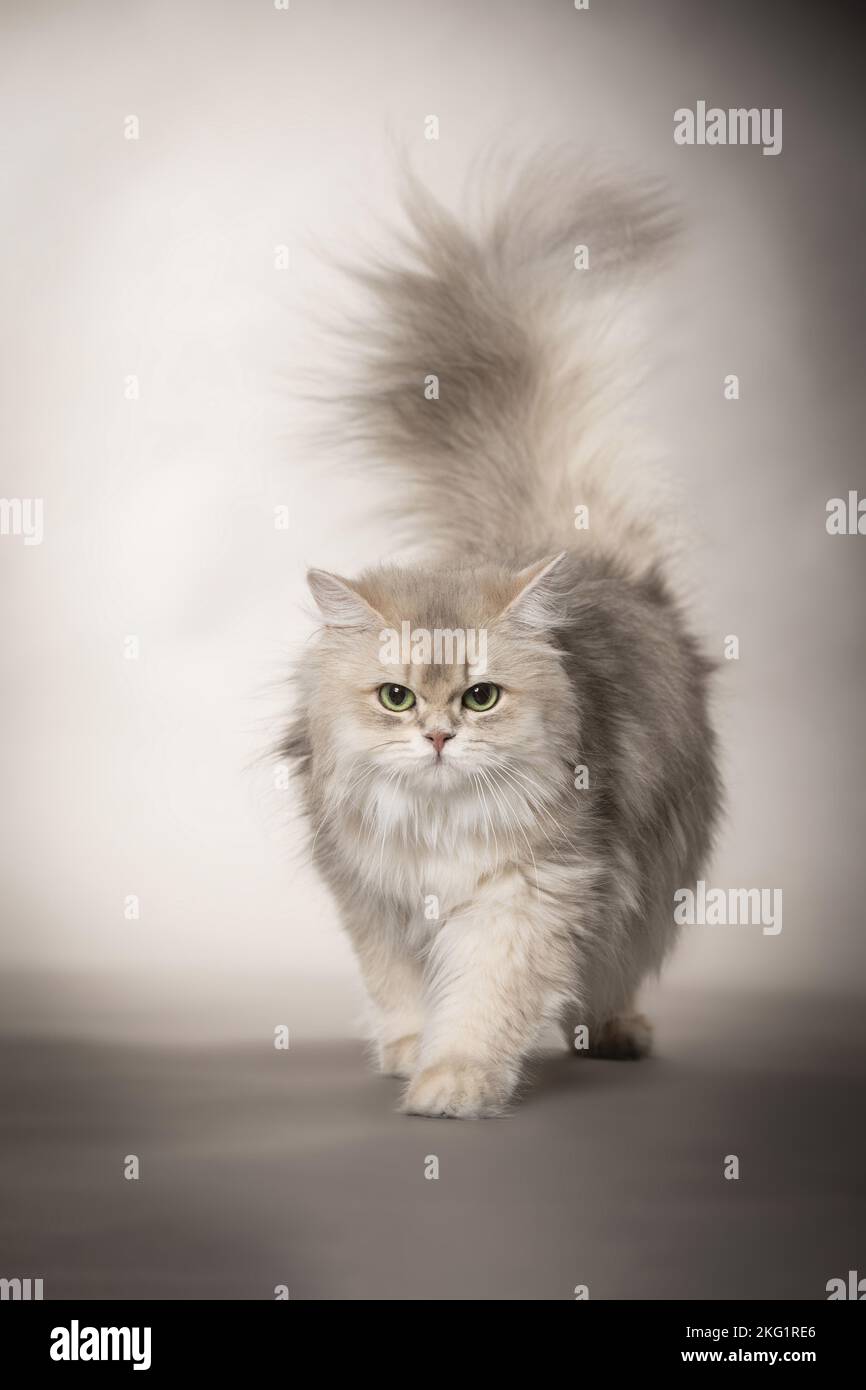 British longhair adult cat walking hi-res stock photography and images ...