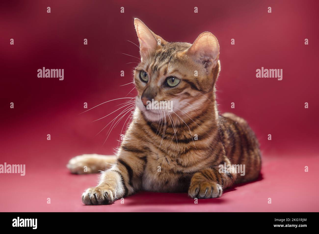 Red Toyger Toyger in front of red background Stock Photo - Alamy
