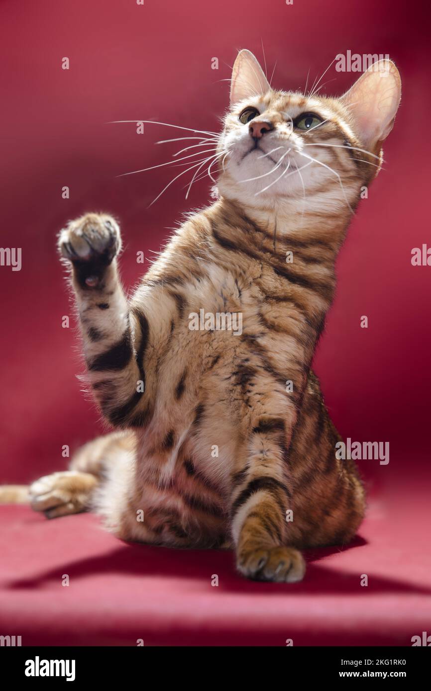 Red Toyger Toyger hi-res stock photography and images - Alamy