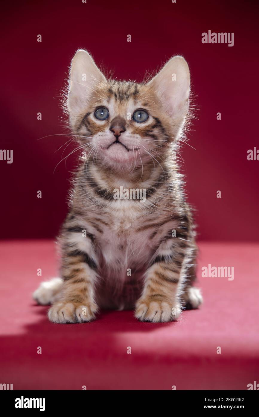 Red Toyger Red kitten sits in hi-res stock photography and images - Alamy
