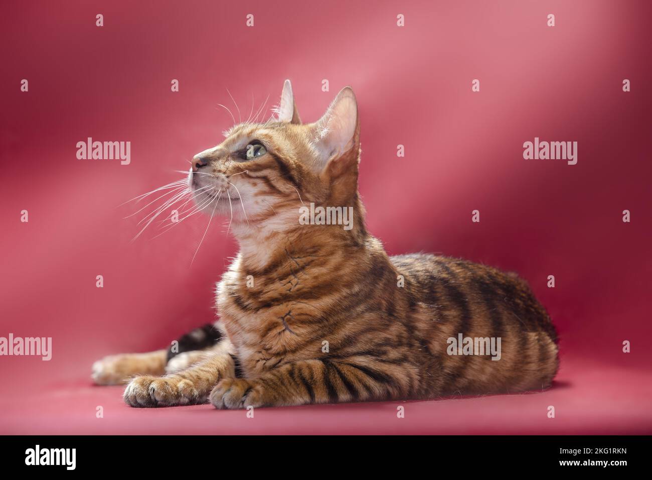 Red Toyger Lying toyger hi-res stock photography and images - Alamy