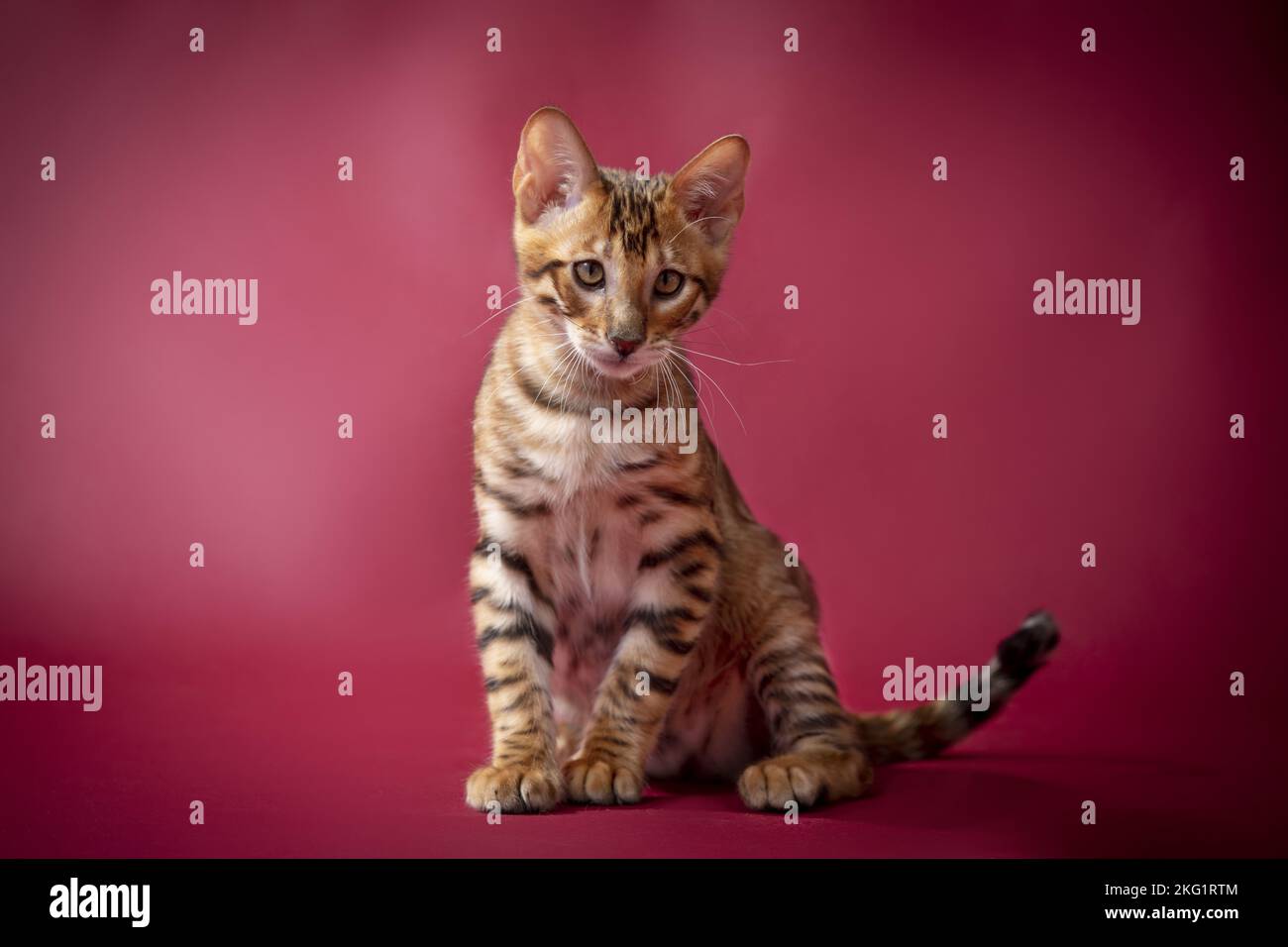 Red Toyger Toyger in front of red background Stock Photo - Alamy