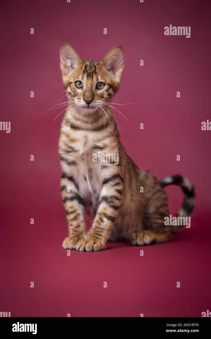 Red Toyger Toyger in front of red background Stock Photo - Alamy