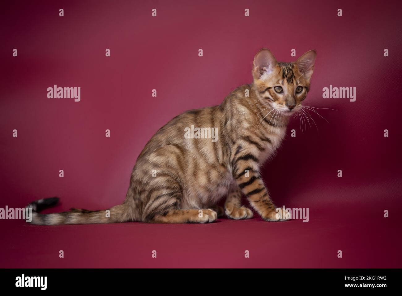 Red Toyger Toyger in front of red background Stock Photo - Alamy
