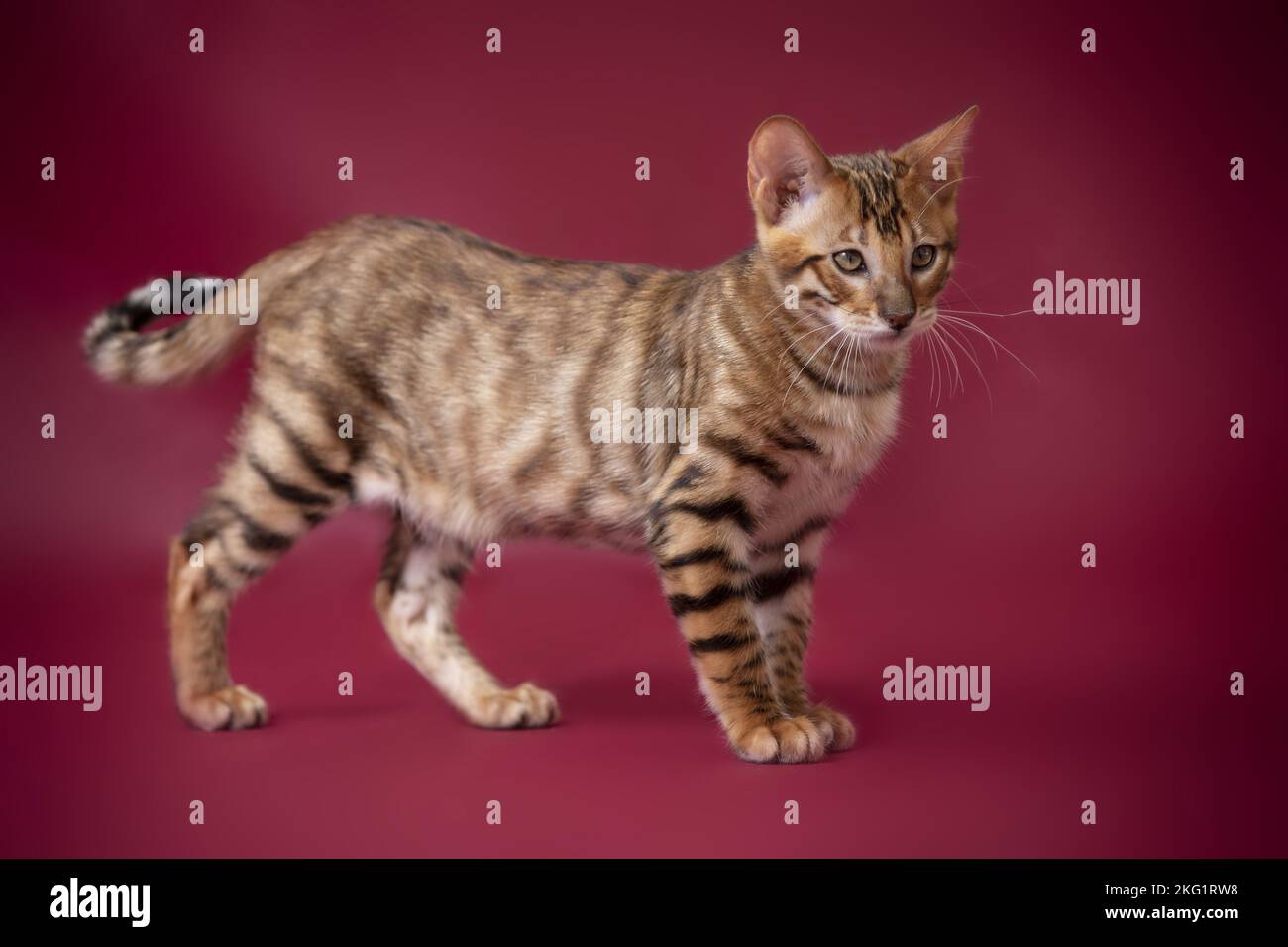 Red Toyger Toyger in front of red background Stock Photo - Alamy