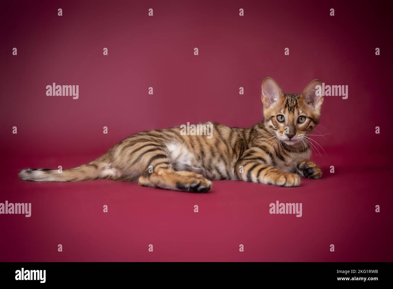 Red Toyger Lying toyger hi-res stock photography and images - Alamy