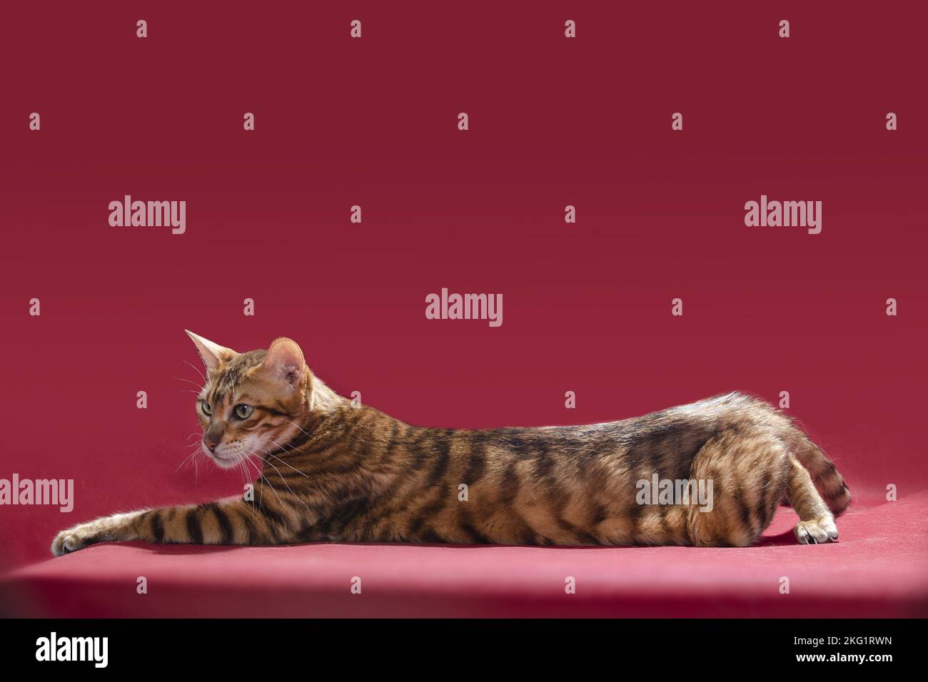 Red Toyger Lying toyger hi-res stock photography and images - Alamy
