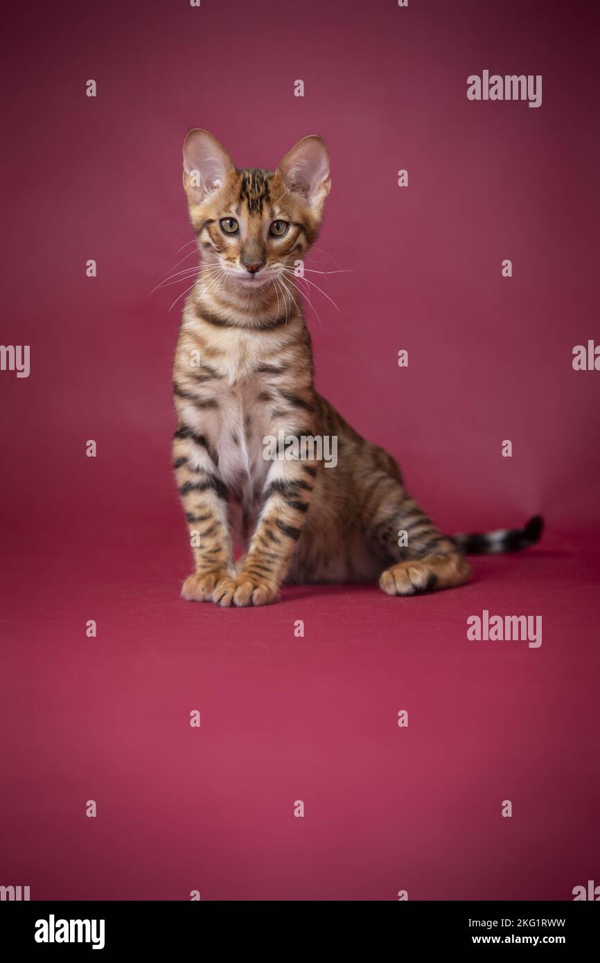 Red Toyger Toyger in front of red background Stock Photo - Alamy