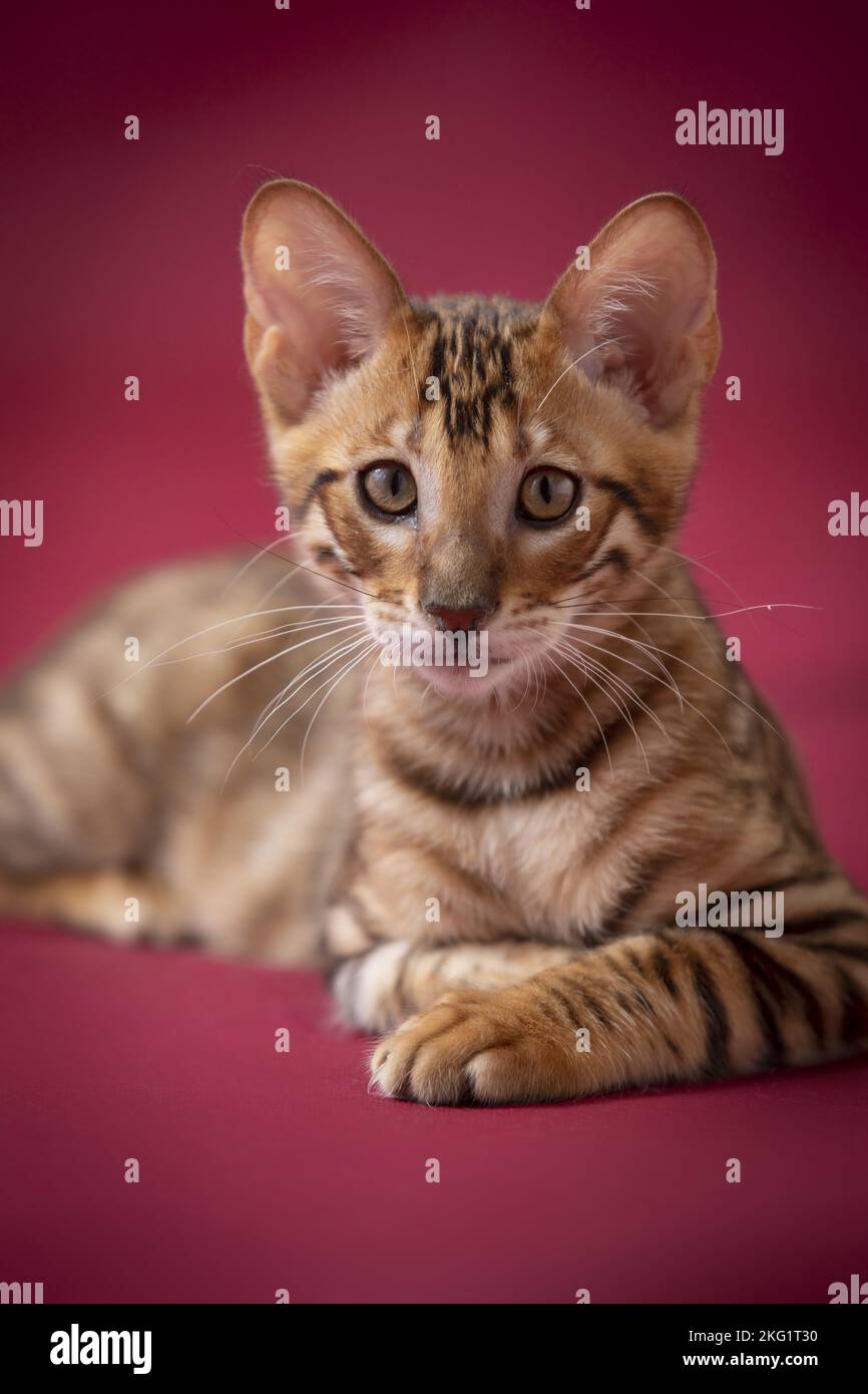 Red Toyger Toyger in front of red background Stock Photo - Alamy