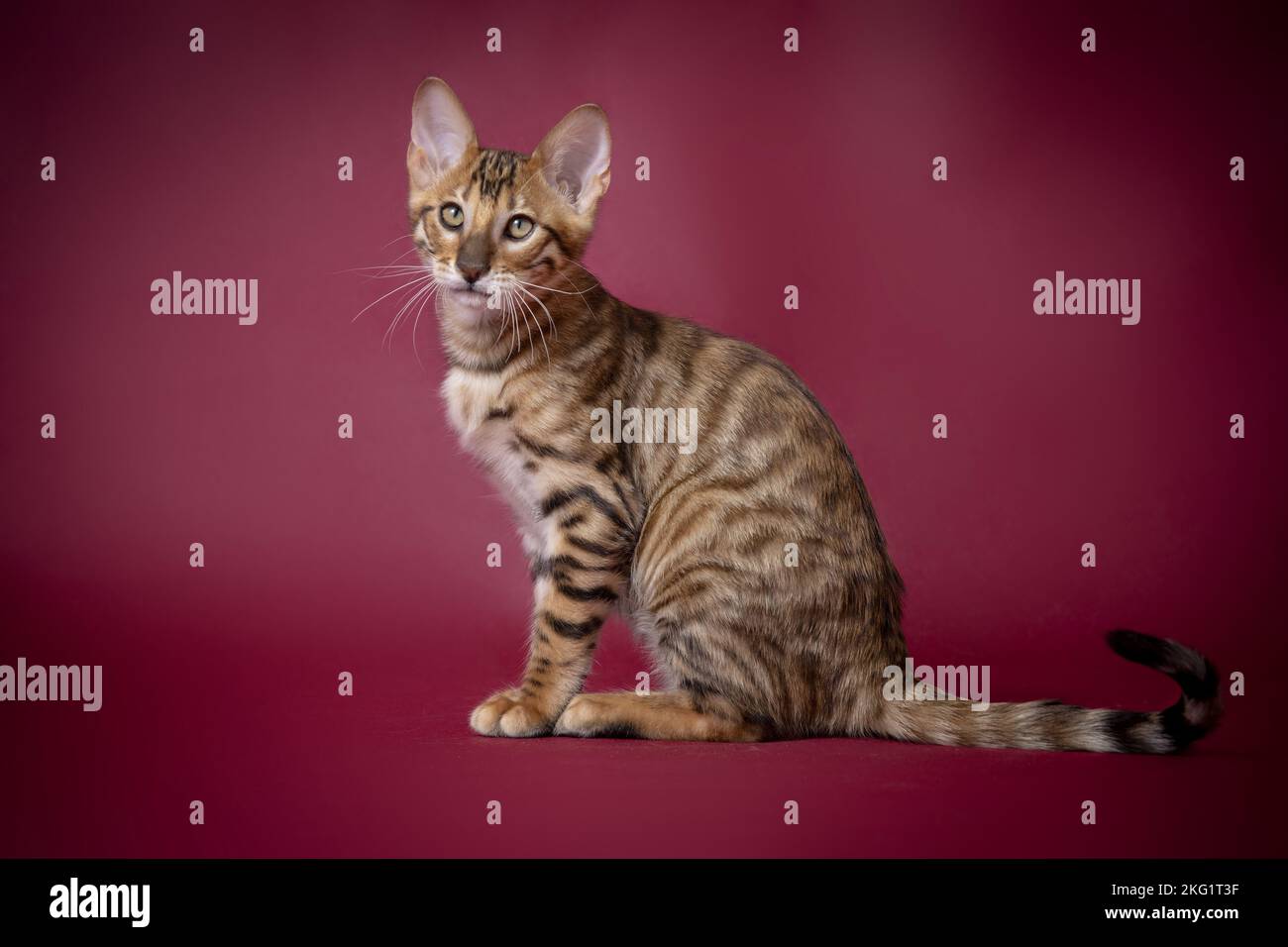 Red Toyger Toyger in front of red background Stock Photo - Alamy
