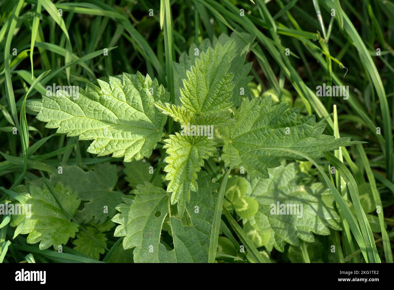 Stinging nettle (Urtica dioica) perennial weed plant growing in grass pasture used for grazing, Berkshire, October Stock Photo