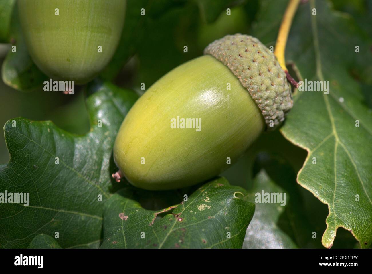 Mature green acorns and leaves on a common European oak (Quercus rubur) in autumn, Berkshire, September Stock Photo