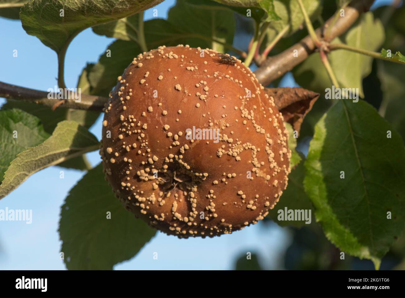 Brown rot (Monilinia laxa) rotting apple fruit with white/cream concentric pustules on an orchard tree, Berkshire, August Stock Photo