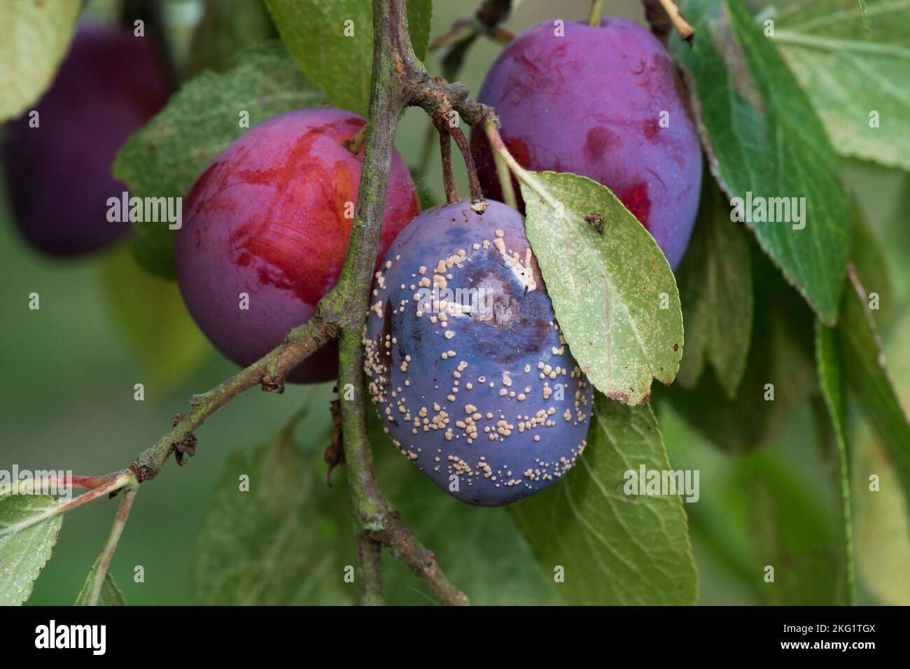 Brown rot (Monilinia laxa) sustules forming on secondary damaged ripe purple Victoria plum fruit on the tree, Berkshire, August Stock Photo