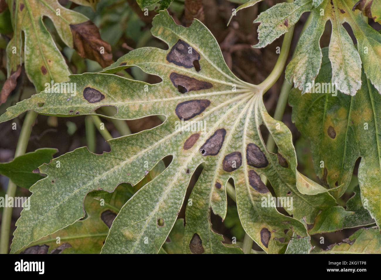 Mite type raised blister damage to the top of a Fatsia japonica, a garden ornamental, variegated leaf, the exact cause is not known, October Stock Photo