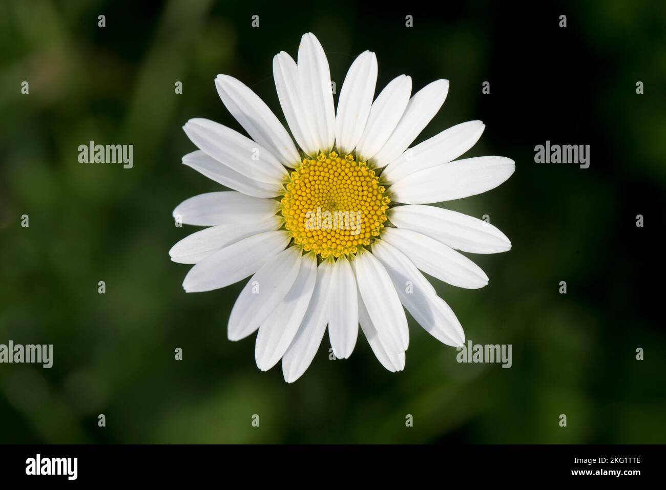 Looking down on single ox-eye daisy (Chrysanthemum vulgare) flower showing white ray floret petals and yellow disc florets, October Stock Photo