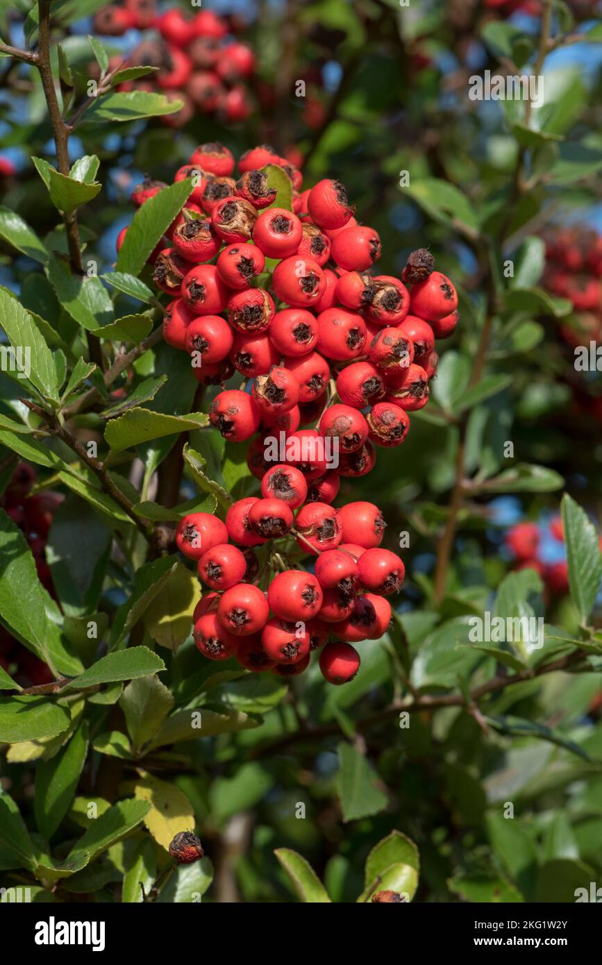 Attractive and profuse scarlet red ripe berry like pomes of thorny firethorn (Pyracantha spp.) bush in early autumn garden, Berkshire September Stock Photo