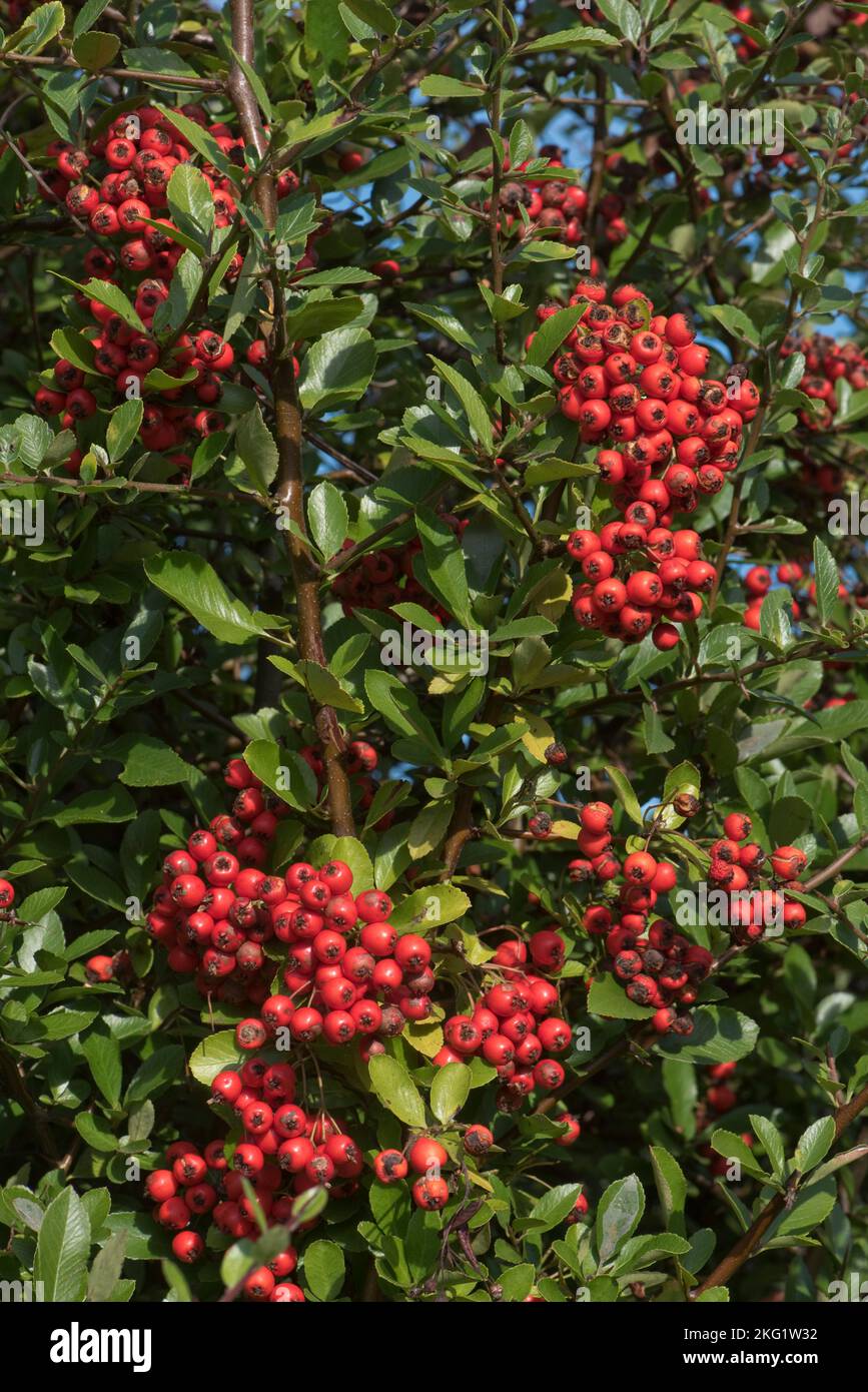 Attractive and profuse scarlet red ripe berry like pomes of thorny firethorn (Pyracantha spp.) bush in early autumn garden, Berkshire September Stock Photo