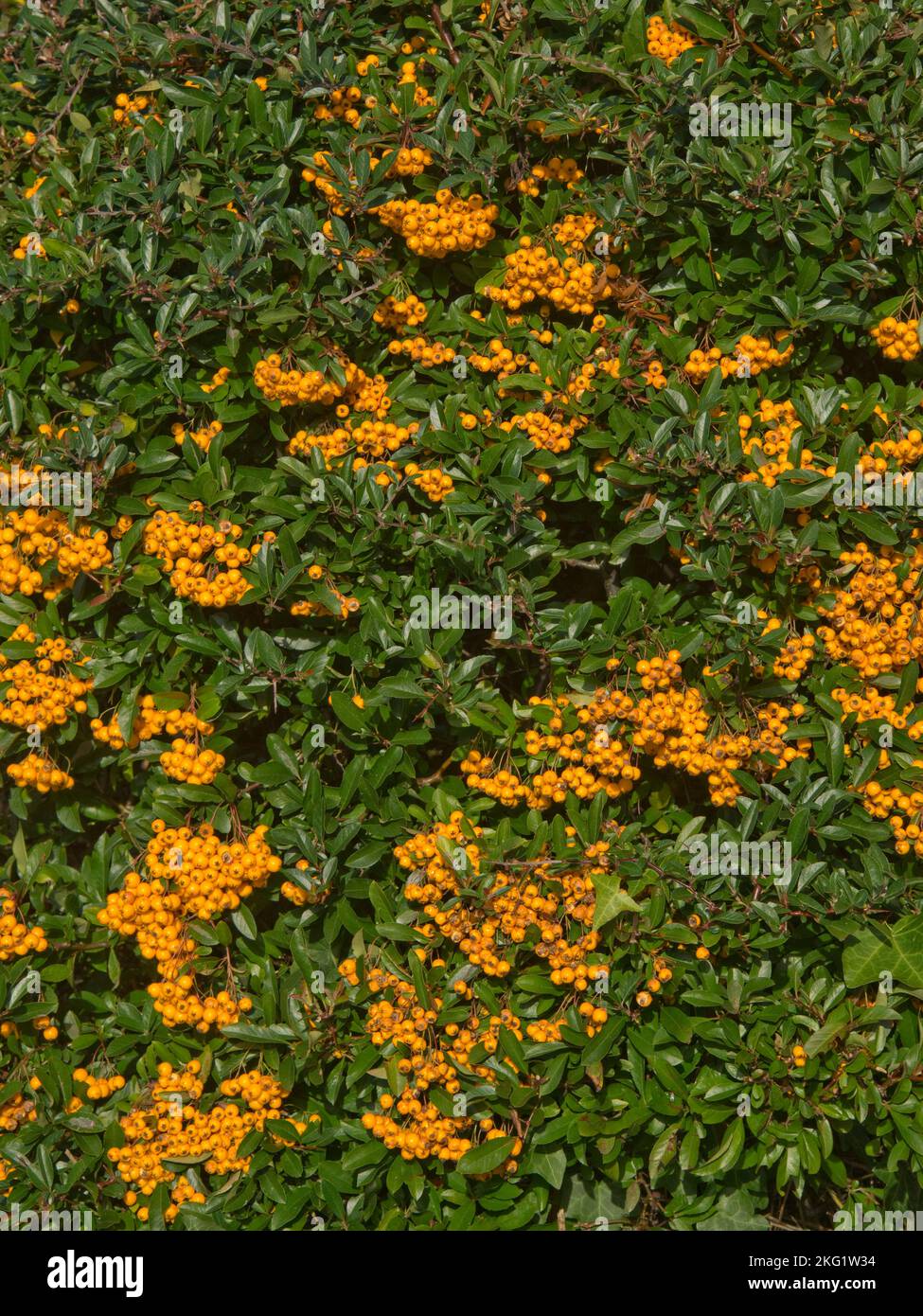 Attractive and profuse yellow-orange ripe berry like pomes of thorny firethorn (Pyracantha spp.) bush in early autumn garden, Berkshire September Stock Photo