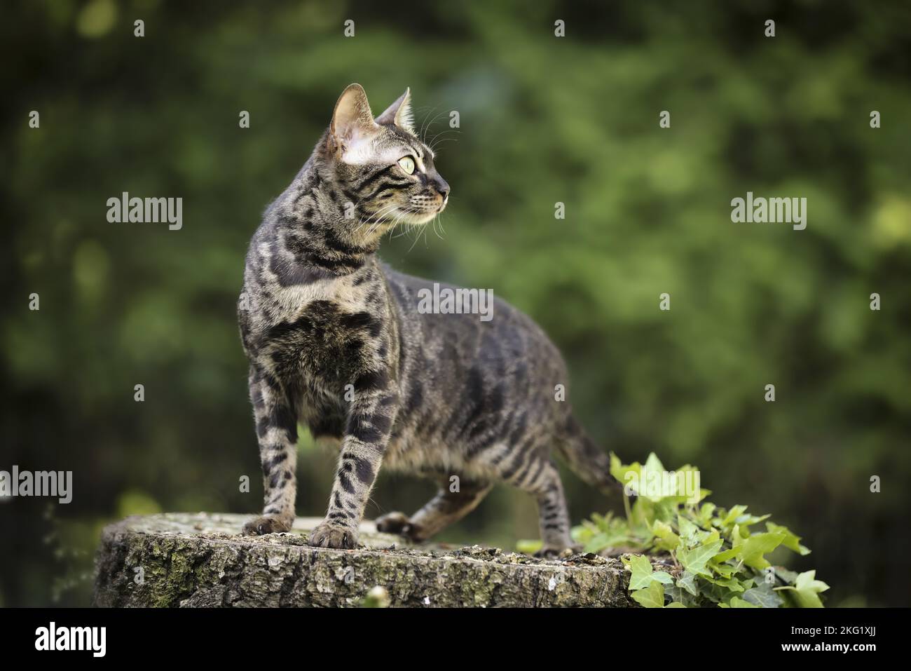 Bengal Cat Stock Photo