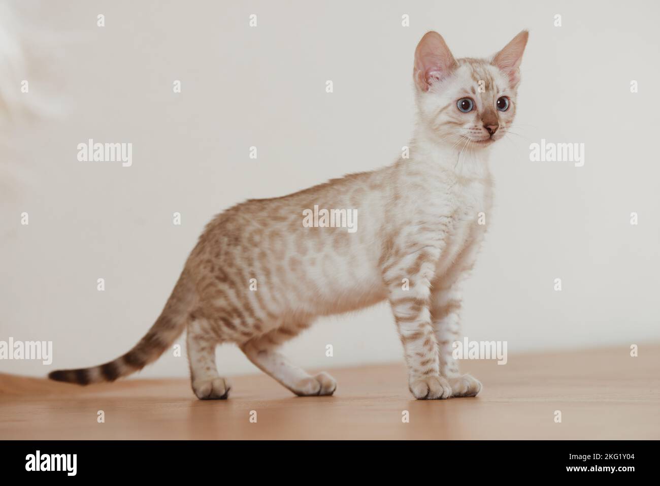 Bengal Kitten Stock Photo