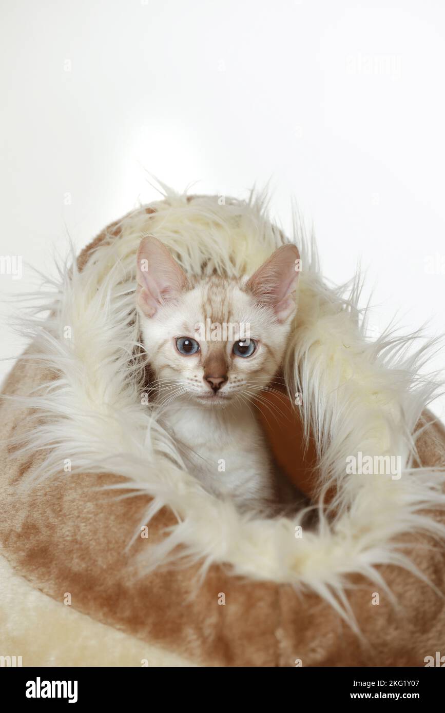 Bengal Kitten Stock Photo
