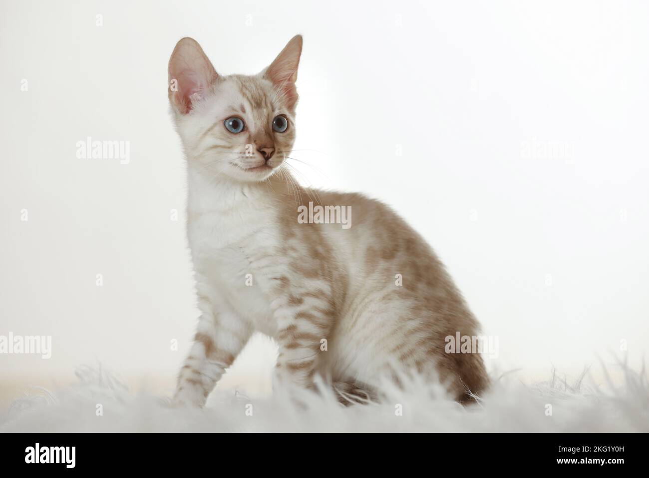 Bengal Kitten Stock Photo