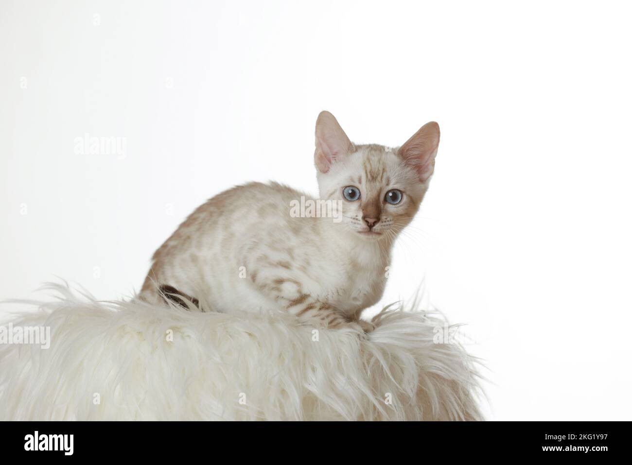 Bengal Kitten Stock Photo