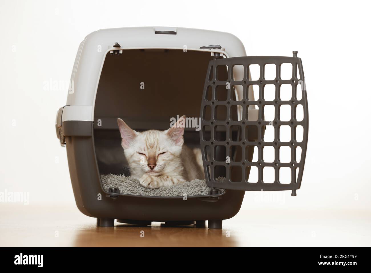 Bengal Kitten Stock Photo