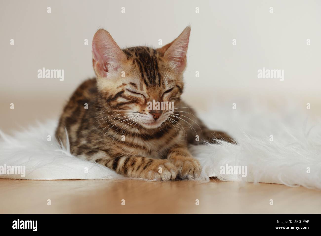 Bengal Kitten Stock Photo