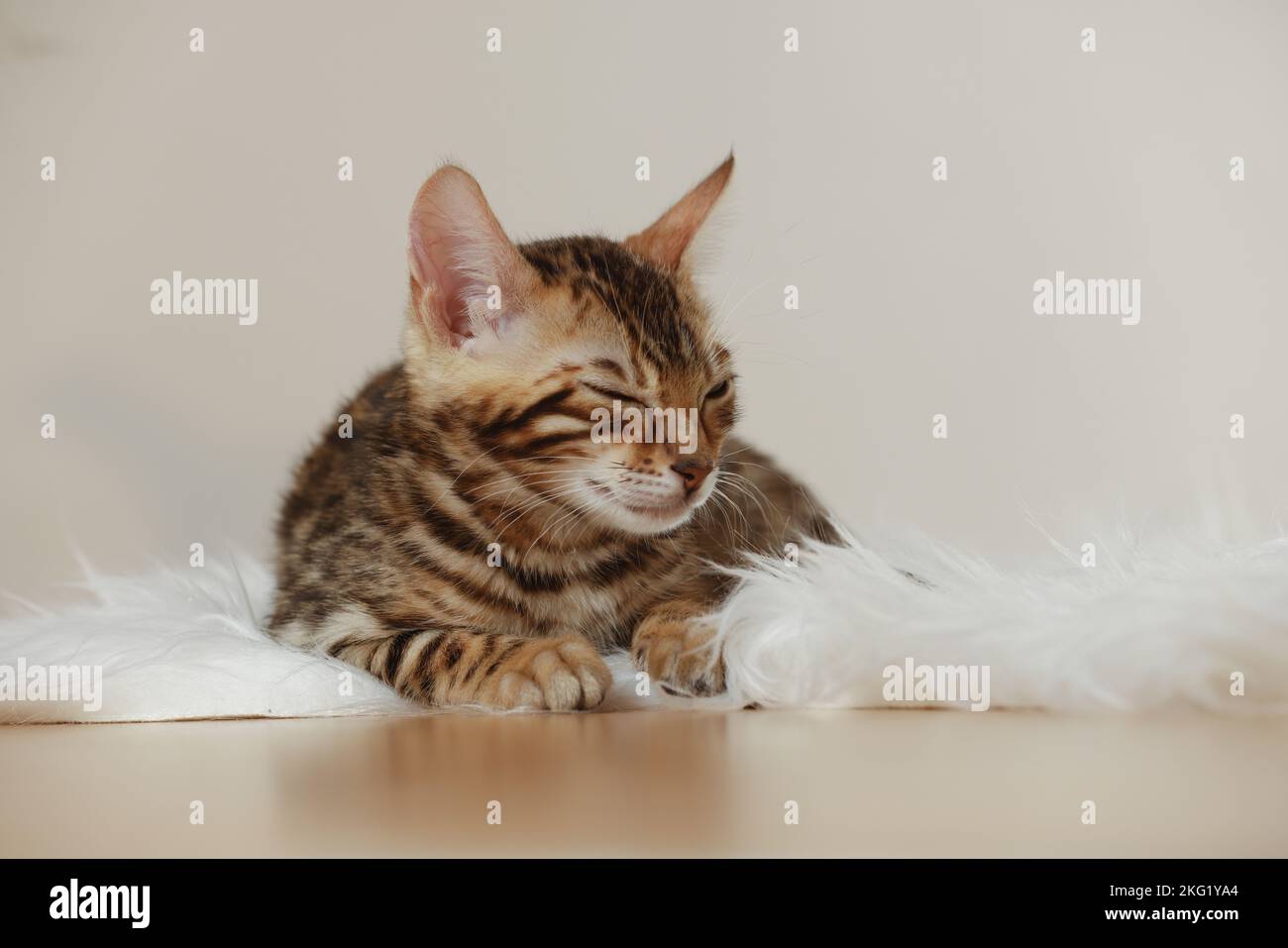 Bengal Kitten Stock Photo
