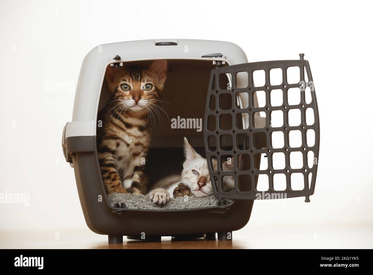 Bengal Kitten Stock Photo