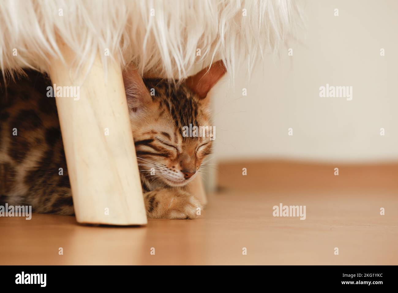 Bengal Kitten Stock Photo