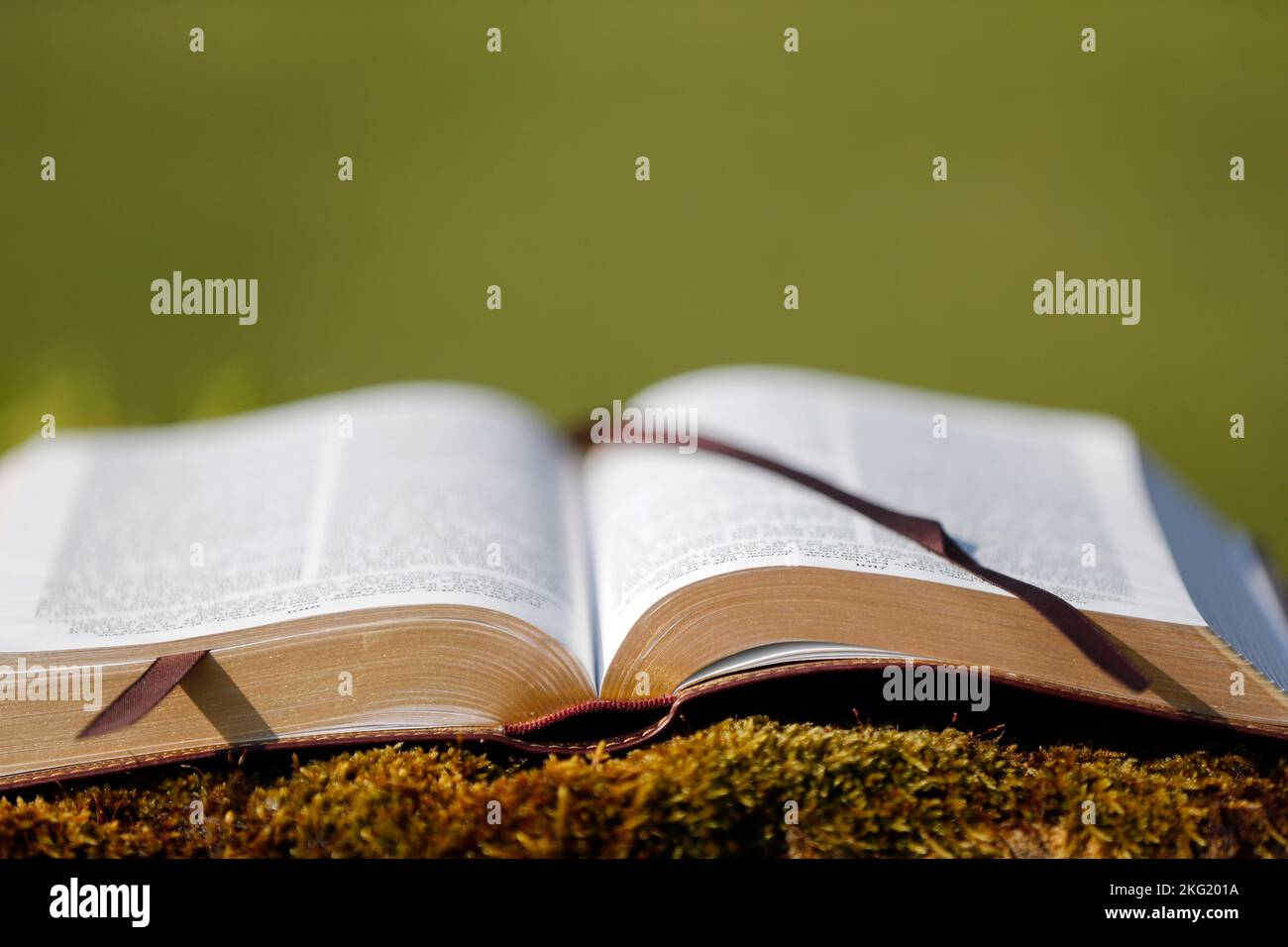 Open bible on a rock with moss. Stock Photo